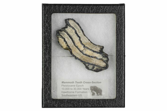 Mammoth Molar Slice With Case - South Carolina #106427